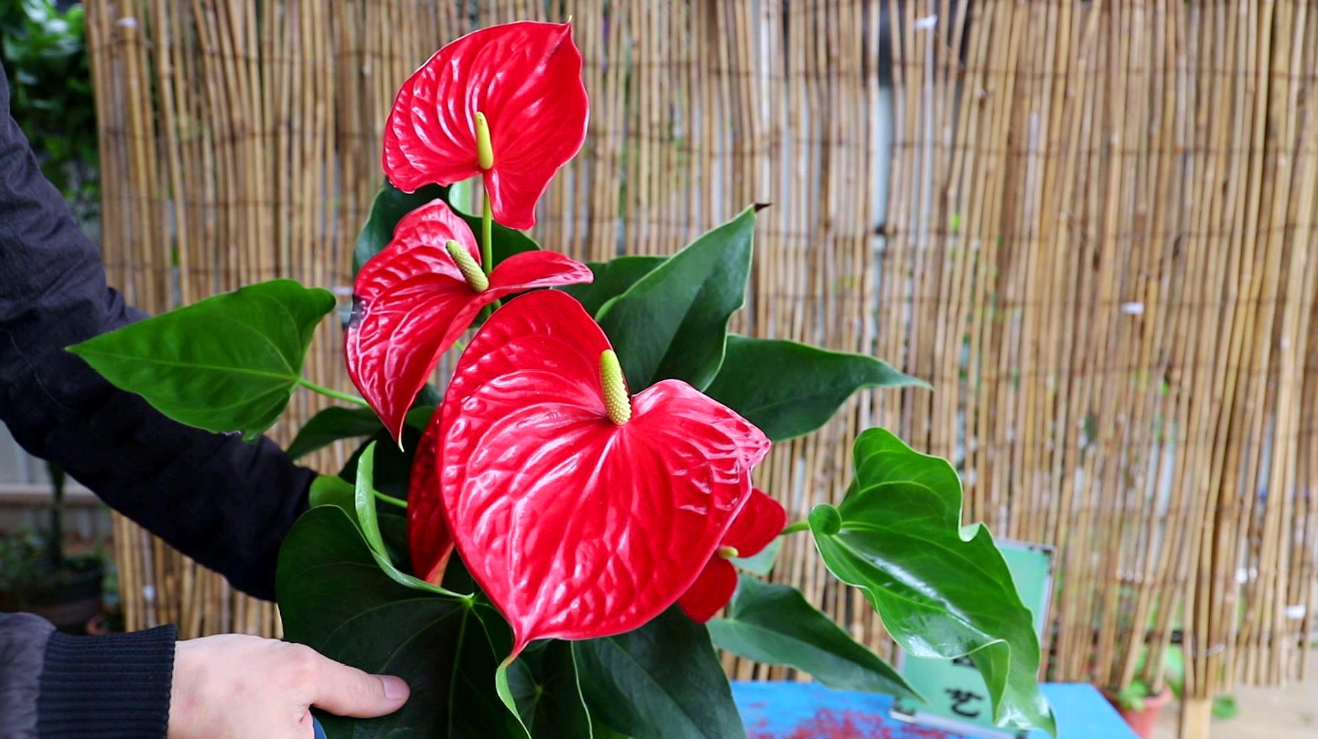 常见绿植养护的光照要求