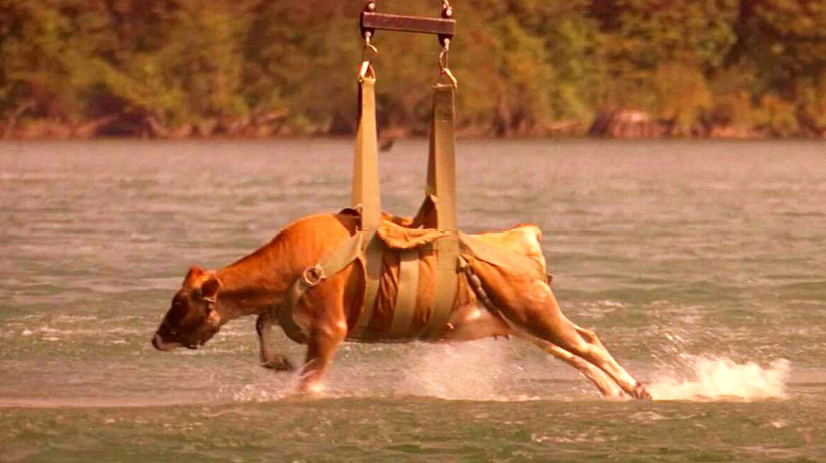警察用一头牛当诱饵,用直升机挂在水面,成功钓到巨鳄