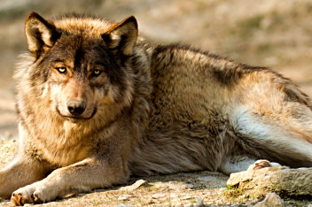 山东一动物园狼舍现哈士奇 园方:在狼群中拥有地位 161110 网罗天下