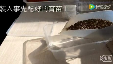 多肉植物种子的种植方法及注意事项 爱言情 多肉植物种子的种植方法及注意事项 爱言情