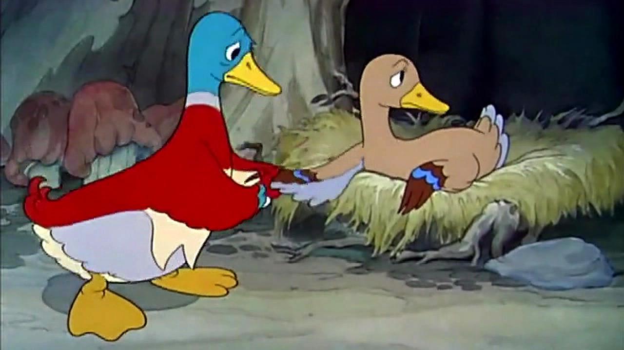 丑小鸭:鸭爸爸在一旁焦灼的等待,终于迎来了小鸭子的诞生!