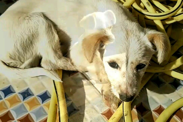 犬瘟一般多久死亡 百度