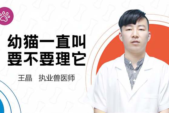 小猫老是叫要不要理他 百度