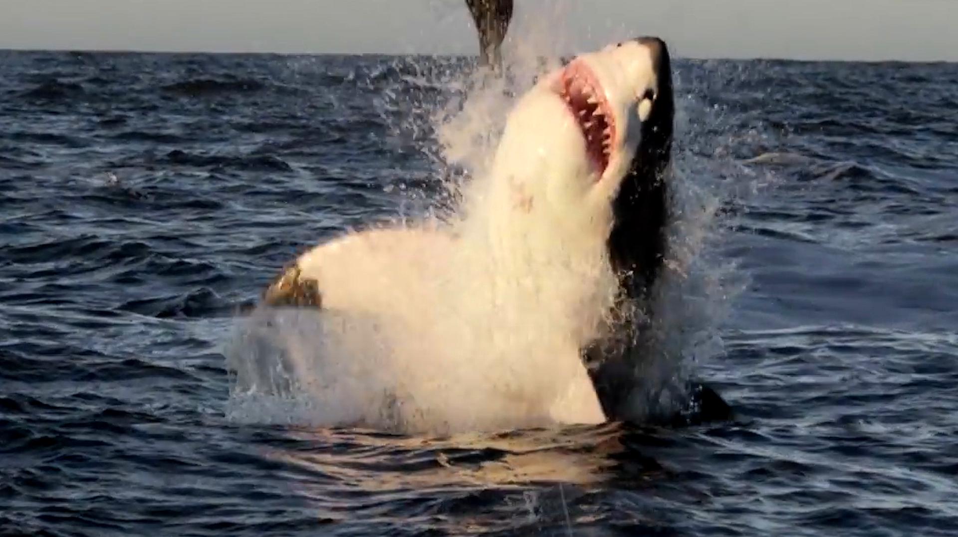 鲨鱼错把船当成了猎物,直接卡在的船上,镜头记录下这一幕