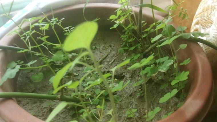 植物生长的5个过程 百度 植物生长的5个过程 百度