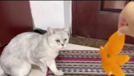 养猫常识 猫咪的鼻子为什么是湿的 鼻子干就一定是生病了吗 相关视频 关于猫咪鼻子 这些你都知道么 爱言情 爱生活爱言情