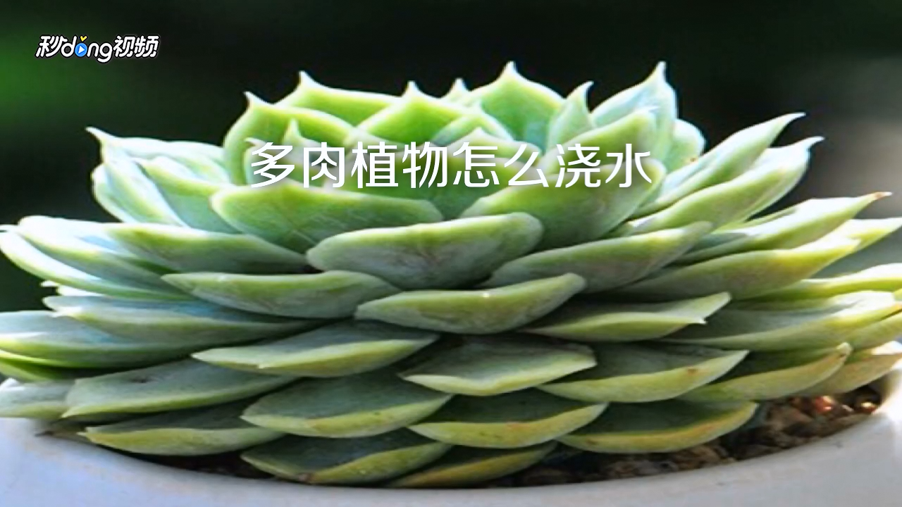 多肉植物怎么养浇水(多肉植物怎么浇水比较好)