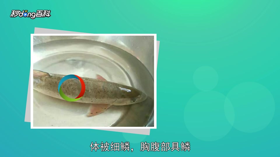 带你认识不同种类的裂腹鱼