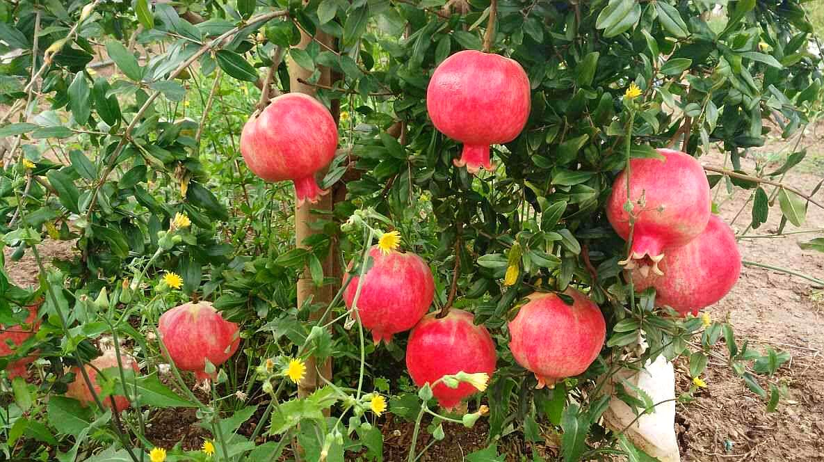 石榴这样繁殖与养护
