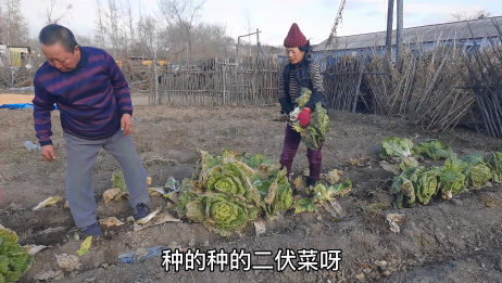 菜园子的白菜正值生长旺盛 农村老人说白菜要想长好 就要喷醋 白菜喷醋有用吗 相关视频 陕西农村老家菜园 子 种这么多菜实属无奈 农村有地赶紧种点菜吧 爱言情
