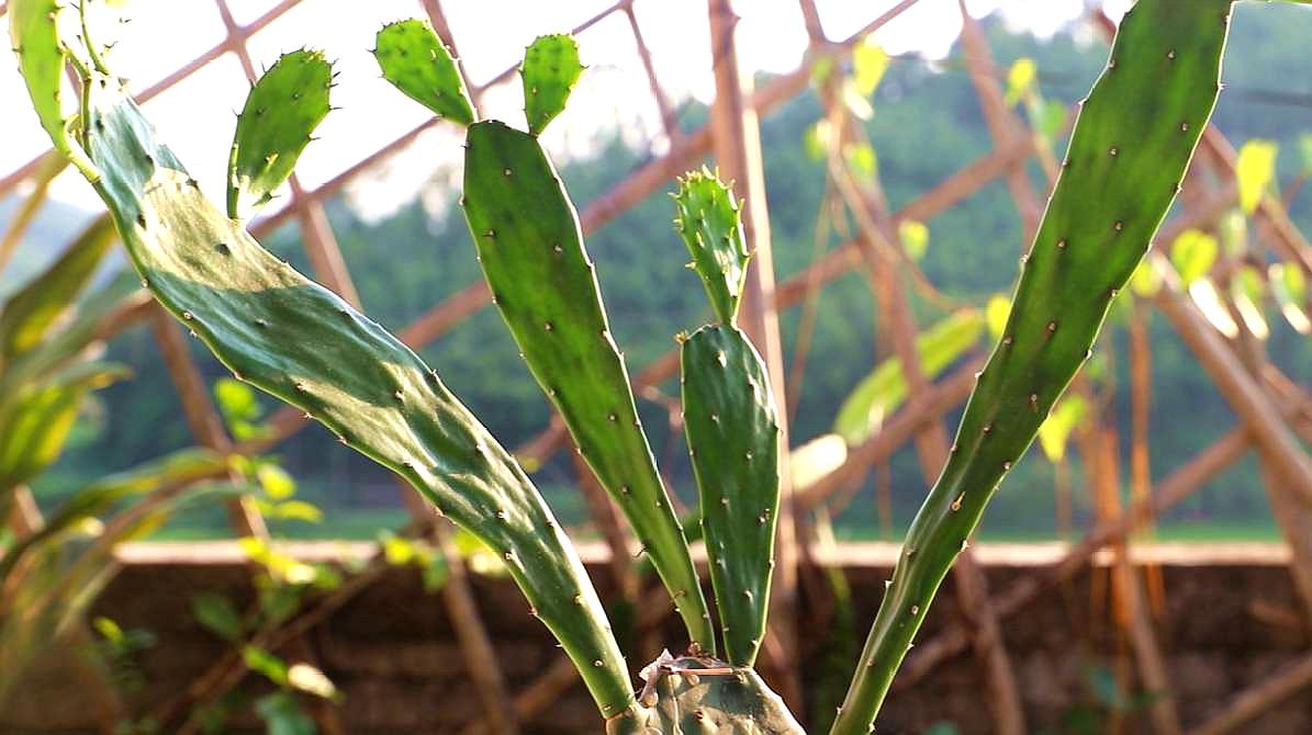 仙人掌怎麼養