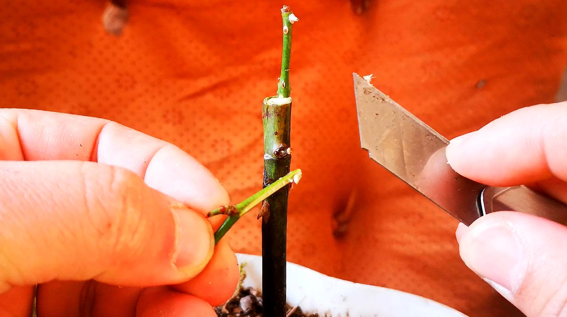 嫁接月季花用什么砧木,养护知识请看这里!