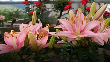 百合花粉皮肤上怎么洗掉 相关视频 百合花粉究竟有没有毒 我来告诉你 赶紧收藏了吧 爱言情 百合花粉皮肤上怎么洗掉 相关视频 百合花粉究竟有没有毒 我来告诉你 赶紧收藏了吧 爱言情