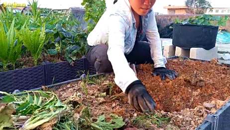 楼顶种菜 菜园整体翻土消毒 喵妈把大部分的菜都拔掉了 爱言情