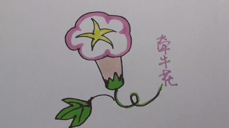 漂亮牵牛花,简单来绘画