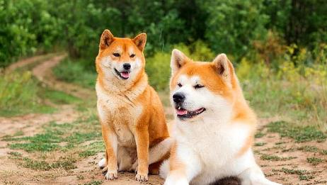 秋田犬和柴犬有什么区别 这4点太明显 随便记住一点就能区分 相关视频 秋田犬和柴犬的区别 爱言情