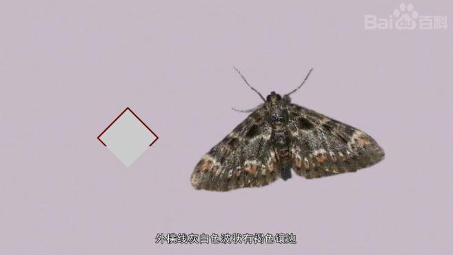 带你认识不同种类的螟