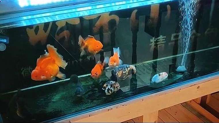 泰狮发尾秘诀 百度 泰狮发尾秘诀 百度