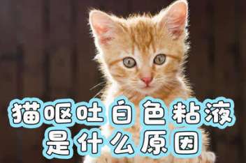 猫吐带血丝的粘液是怎么了 百度视频搜索