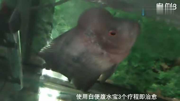罗汉鱼腹水治疗视频 百度 罗汉鱼腹水治疗视频 百度