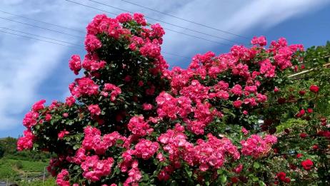 玫瑰花风景观赏 玫瑰花品种 玫瑰花景色欣赏 爱言情