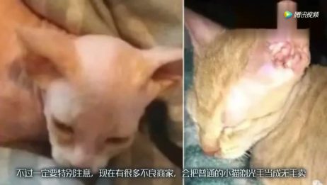 无毛猫 我很丑 可是我很温柔 爱言情