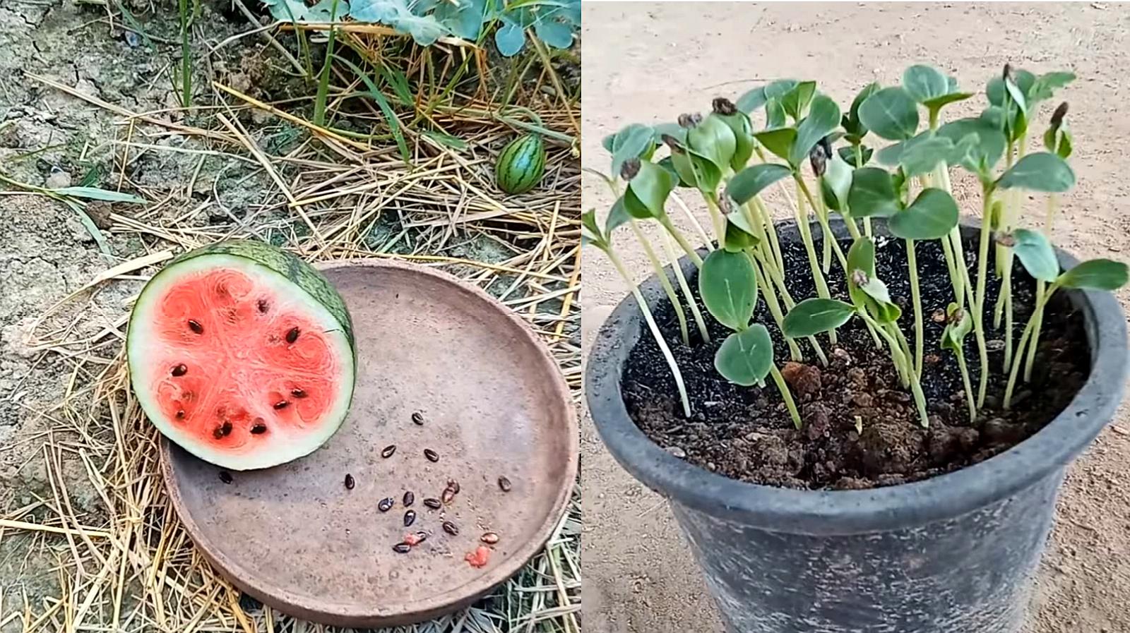 西瓜种子怎么催芽