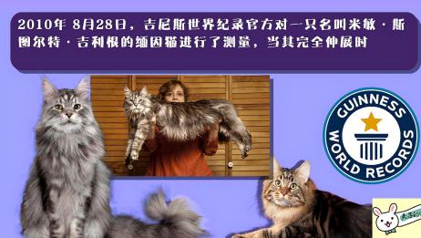 猫8岁
