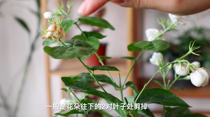 茉莉花这样修剪,连续开花3个月,还越开越多!