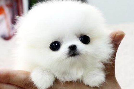 世界上最小的犬 百度 世界上最小的犬 百度