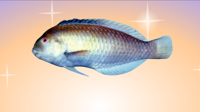 蔷薇连鳍唇鱼长这样