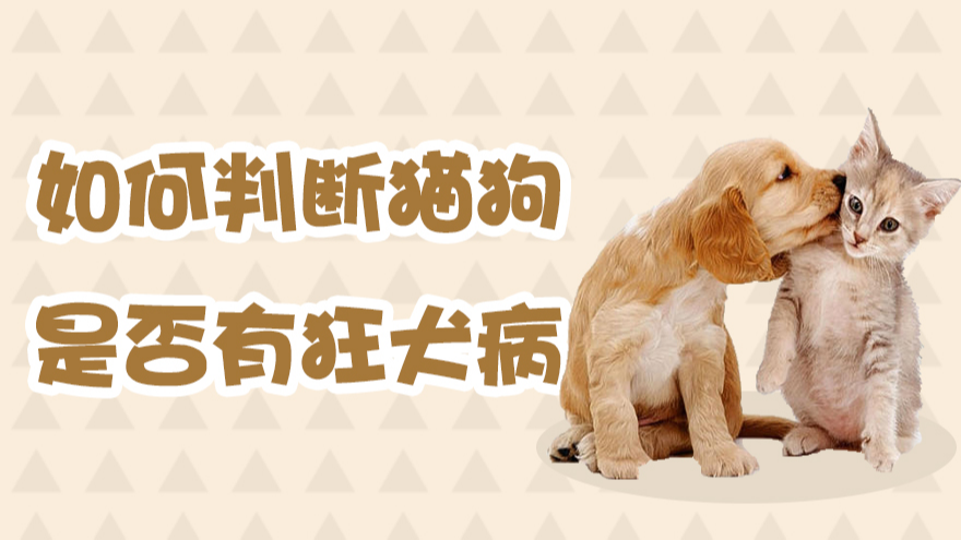 如何判斷貓狗是否有狂犬病