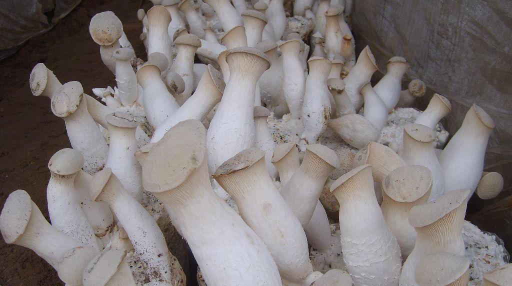 牛肝菌 服务升级打开原网页 4蘑菇的种类有哪些:【美诺】干锅茶树菇
