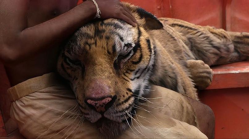 少年派的奇幻漂流:老虎快要饿死,男孩抱住老虎,伤心流泪