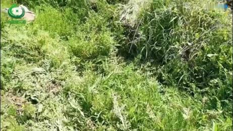 这个季节多留心了 野生水芹菜遍地都是 小左带大家去摘叶芹菜 爱言情