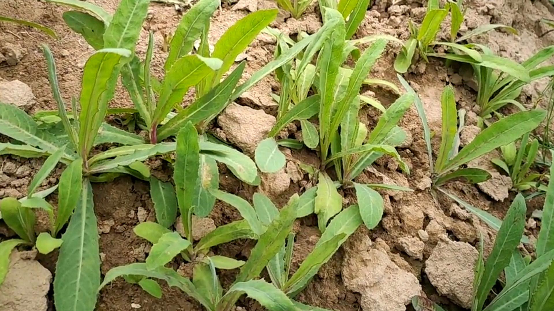 新鲜苦菜怎么做好吃