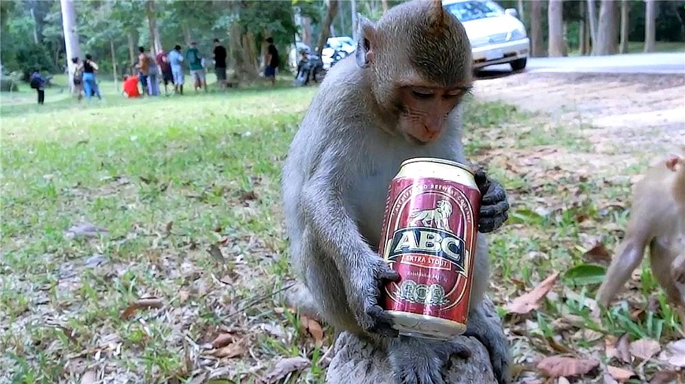 老闵宠物说:环球自然之猴子合集