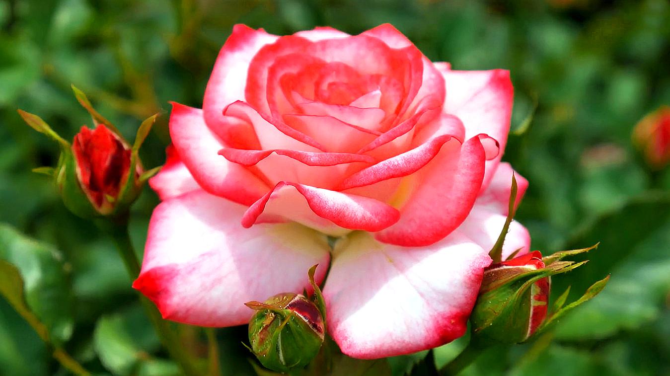 来源:好看视频-玫瑰花园里的不同玫瑰花品种,各种颜色争奇斗艳,美丽
