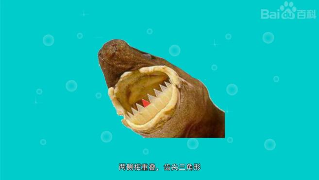 原来唇达摩鲨长这样