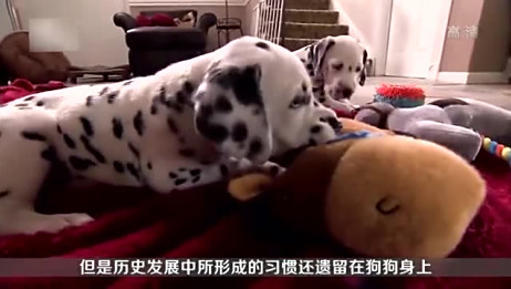 大麦町犬适合养吗是不可缺少运动的犬种 相关视频 超级冷门的狗狗大麦町犬 处女座强迫症患者慎养 爱言情
