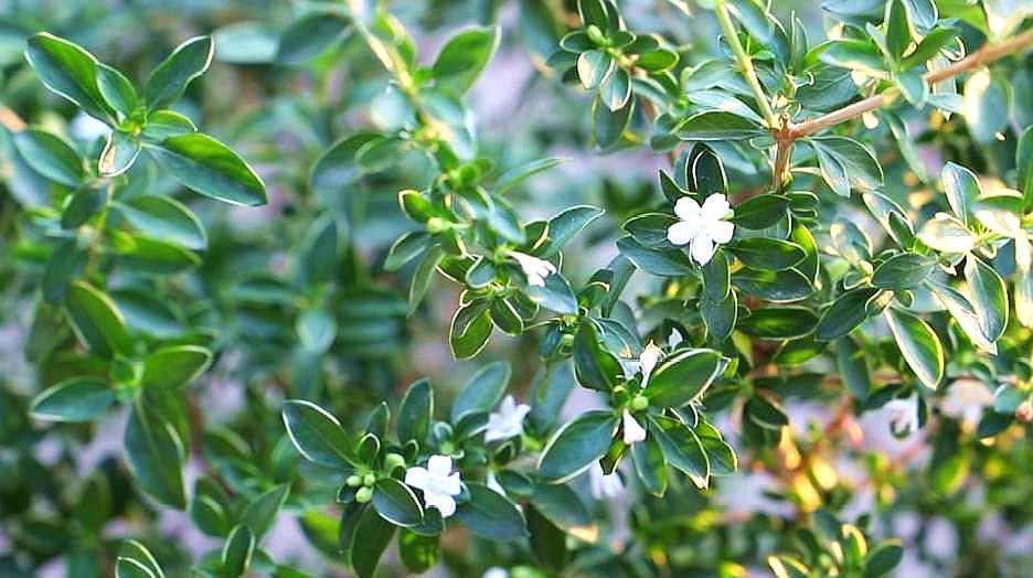 六月雪这么养,白色花朵盖满枝头!