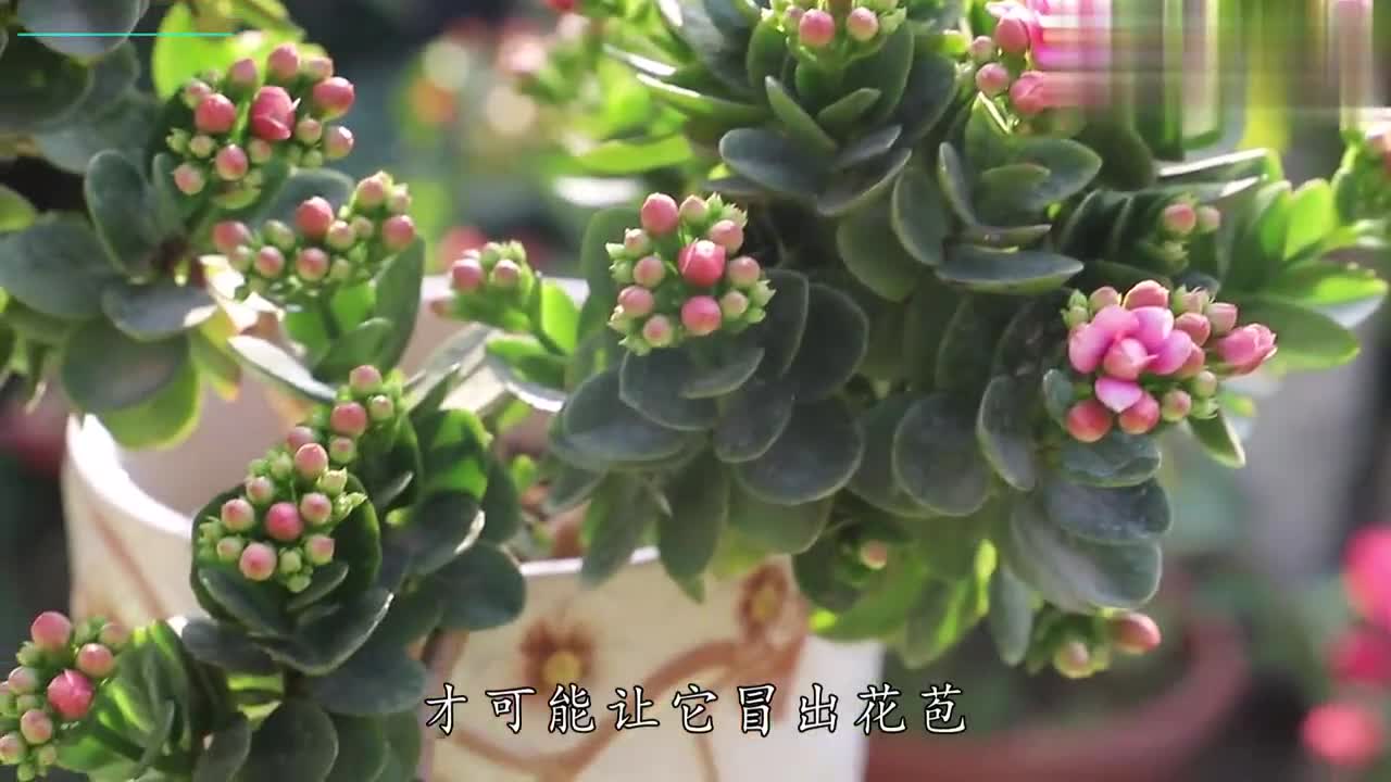 01:47 来源:好看视频-长寿花修剪避开孕蕾期,不然伤及无辜开花少