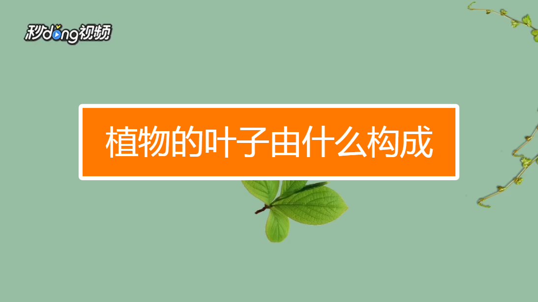 植物的叶子由什么构成