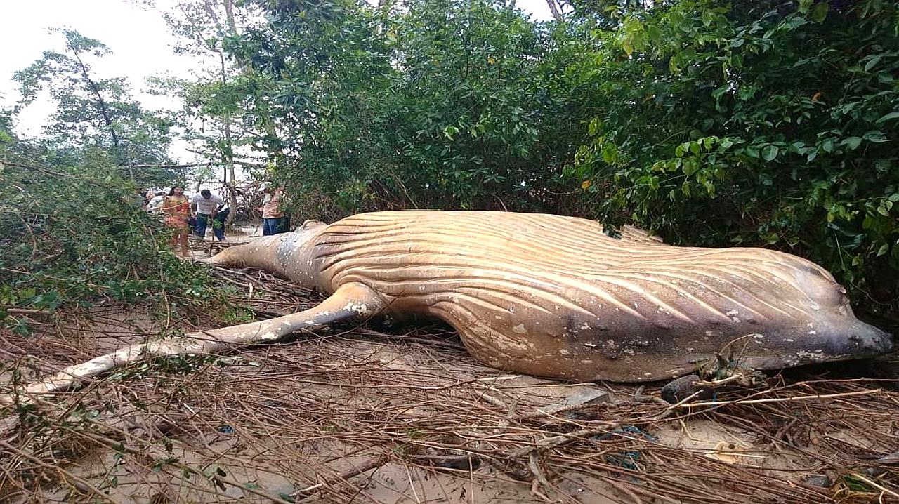 雷丁:環球自然之世界之最合集