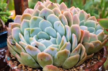 多肉植物雪球 百度视频搜索