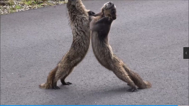 土拨鼠打架——史诗级"舞蹈"比赛!