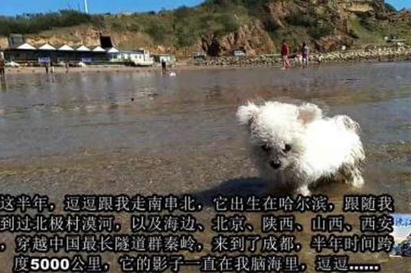 犬瘟症状前兆 百度