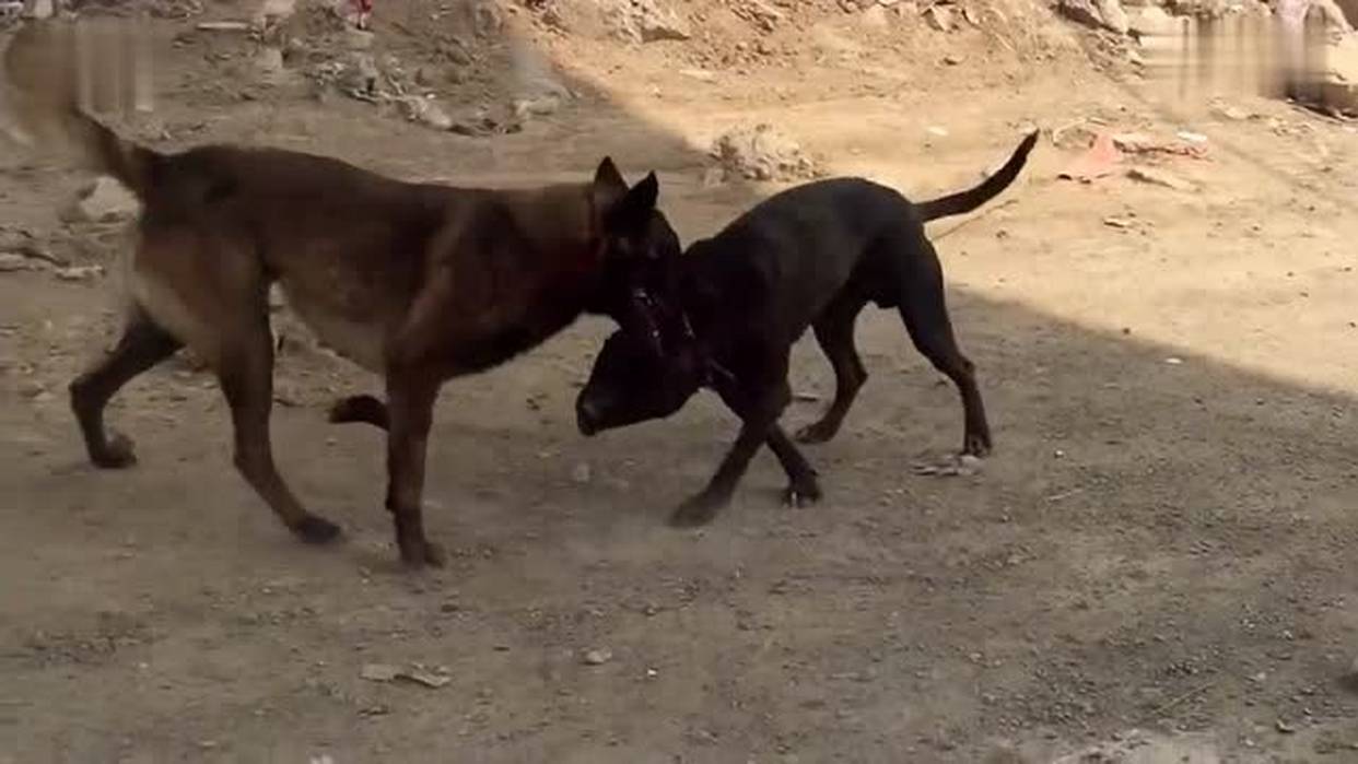 马犬对决比特犬 马犬体力耗尽被比特制服 而比特才刚刚热身