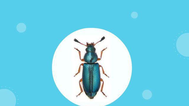 原来红斑郭公虫长这样