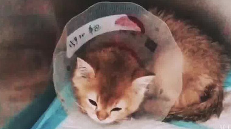猫球虫与滴虫的症状 百度